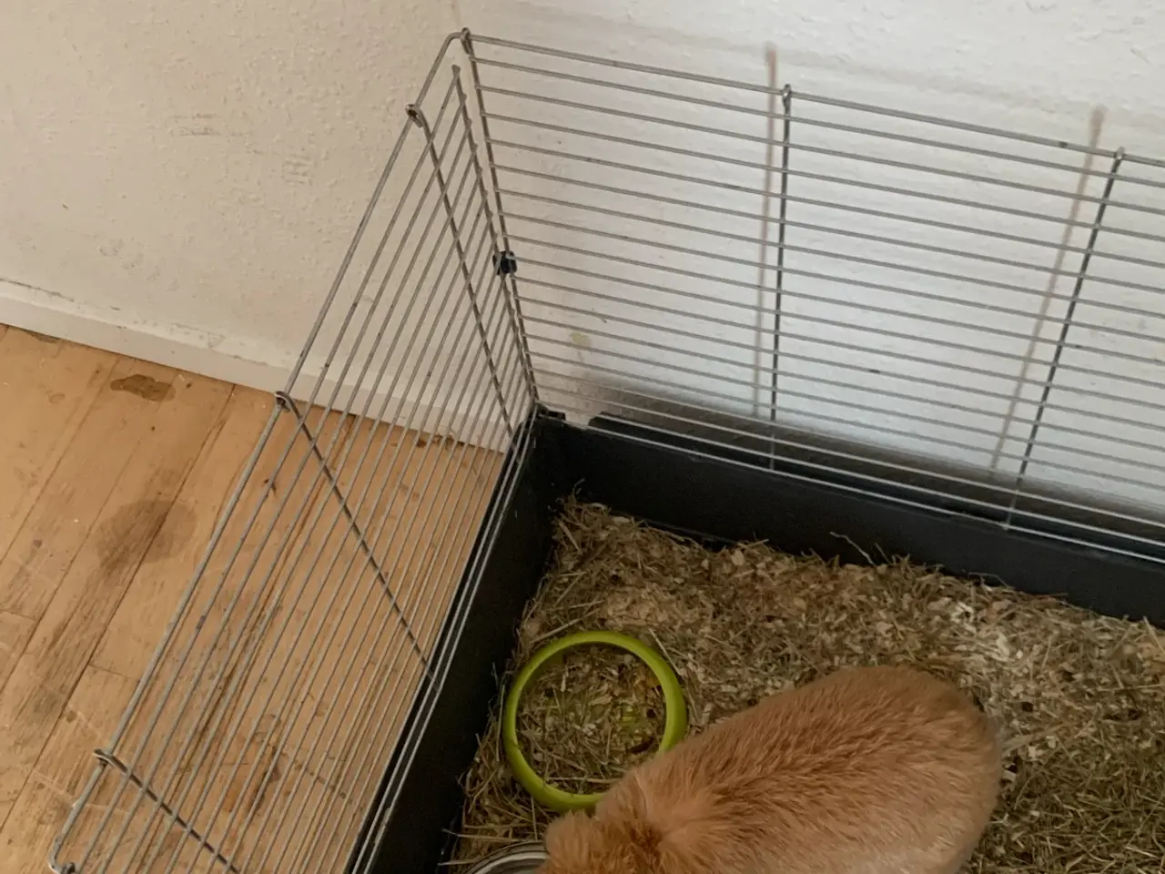 Billede 2 - kanin mini lop den er sød hud kanin