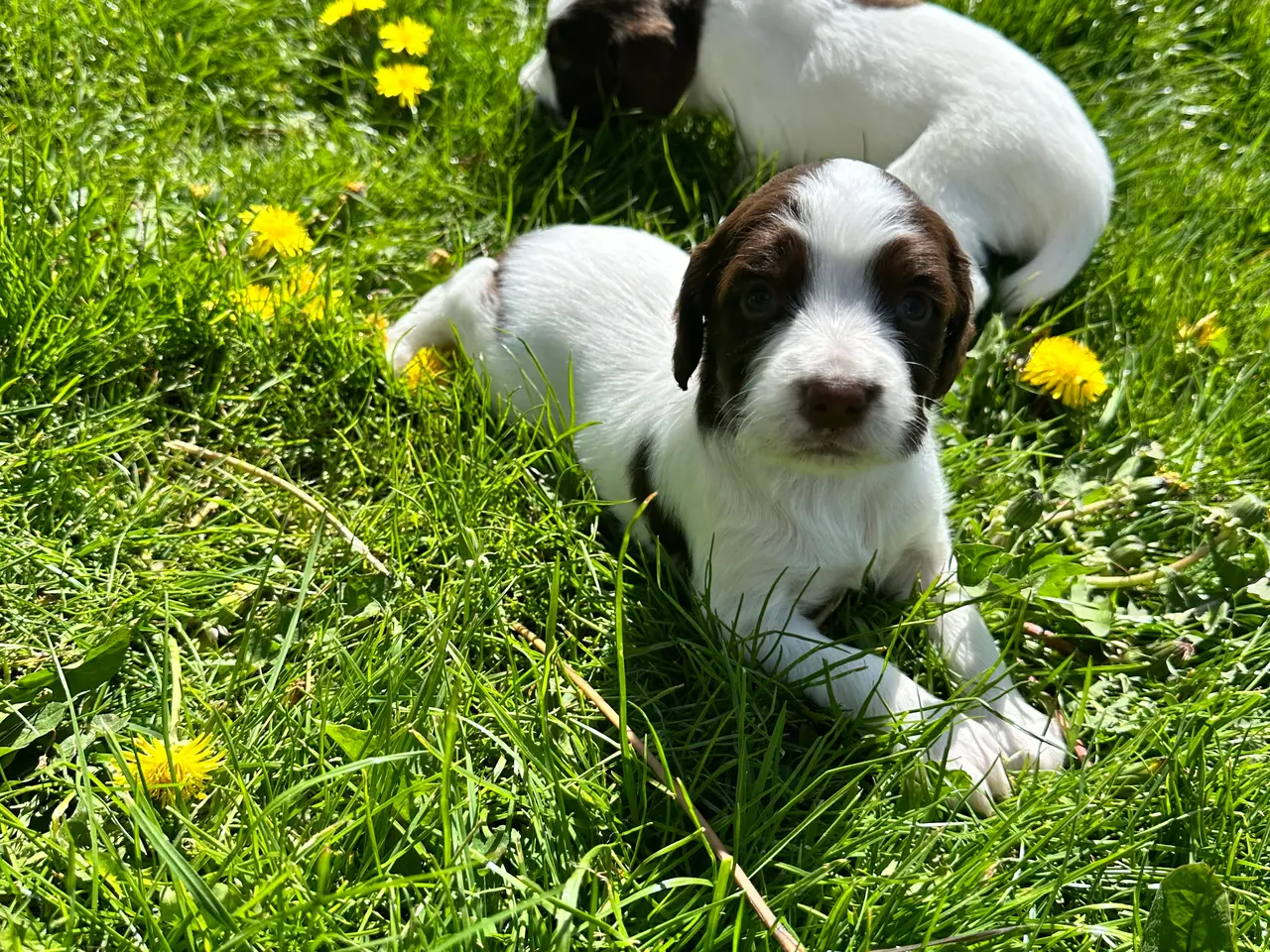 Billede 13 - Engelsk ft springer spaniels