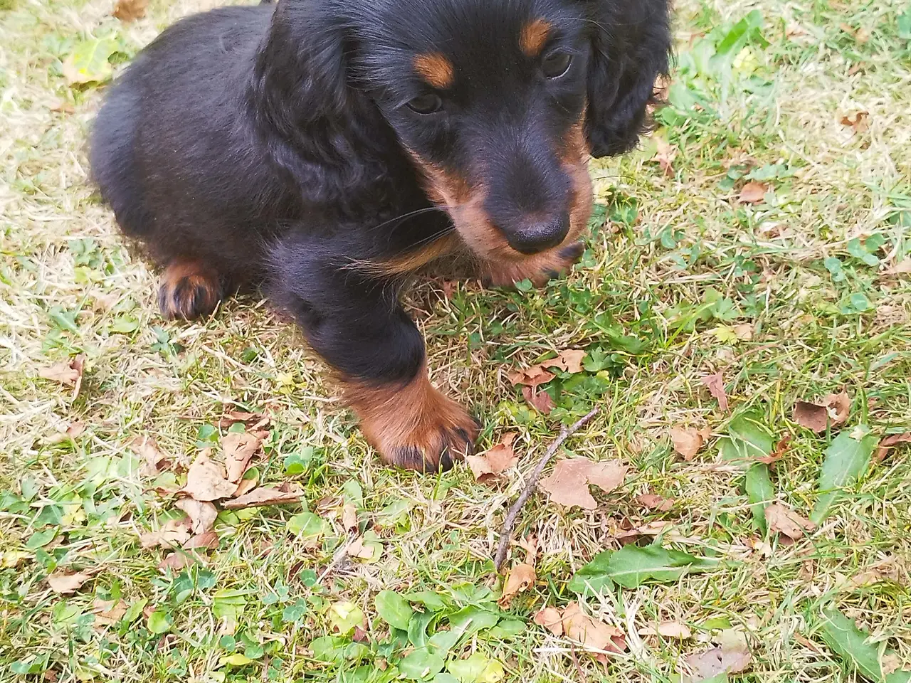 Billede 3 - Kanin langhåret gravhund