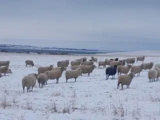 Får sælges
