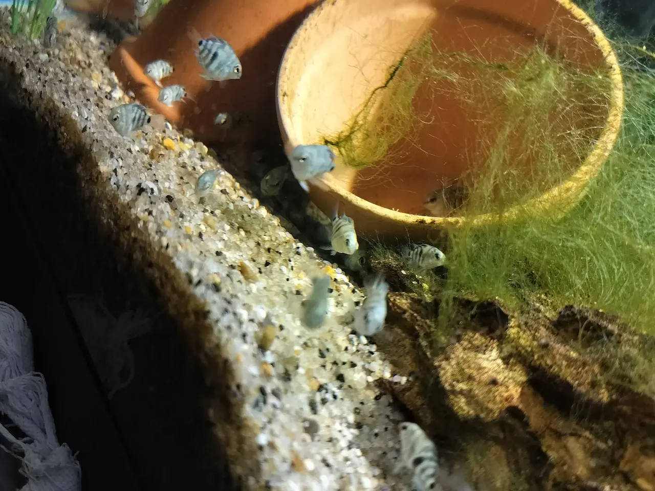 Billede 1 - Blue polar Papegøjecichilde 25 kroner 2 cm