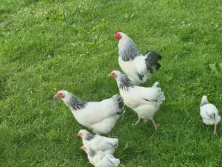 Lys sussex 
