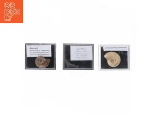 Fossile prøver med displaykasser (str. Eske 4,1 x 3,5 x 2,1 cm)