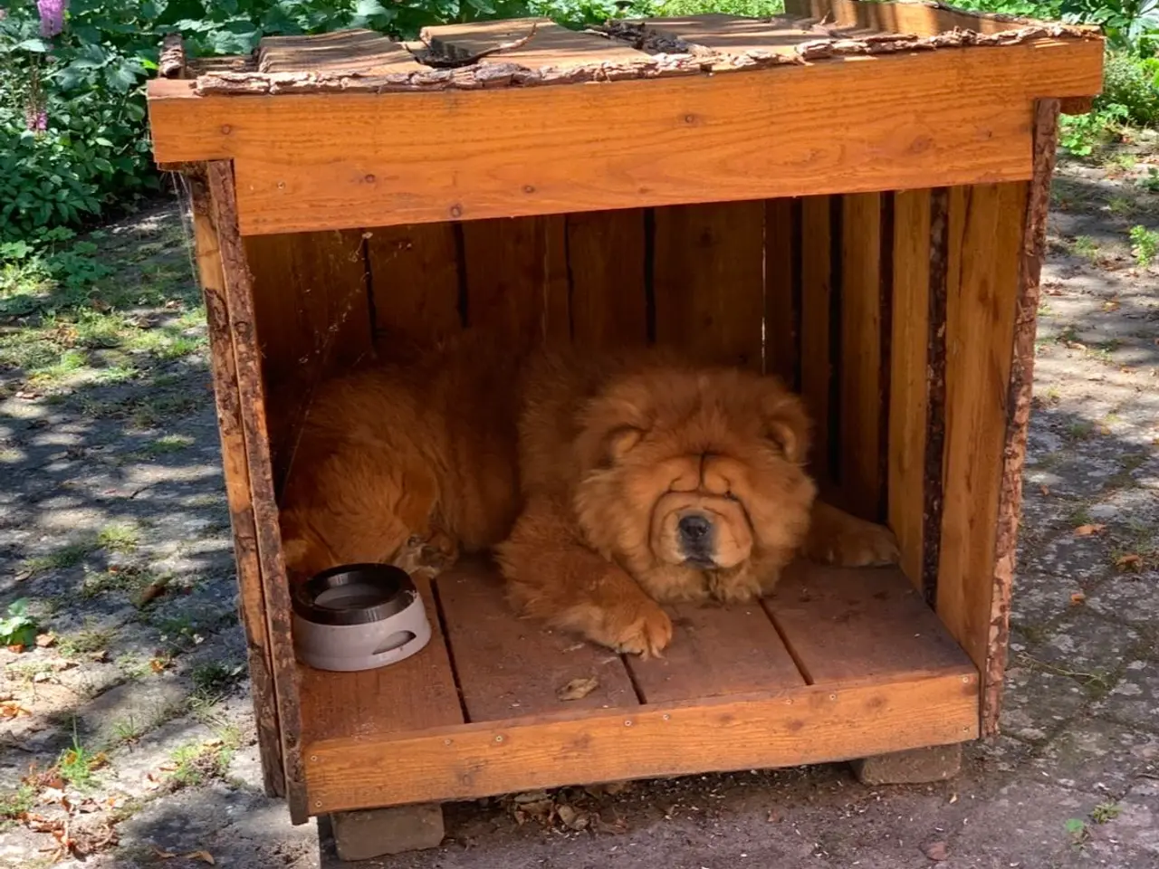 Billede 2 - Luksus hundehus i træ