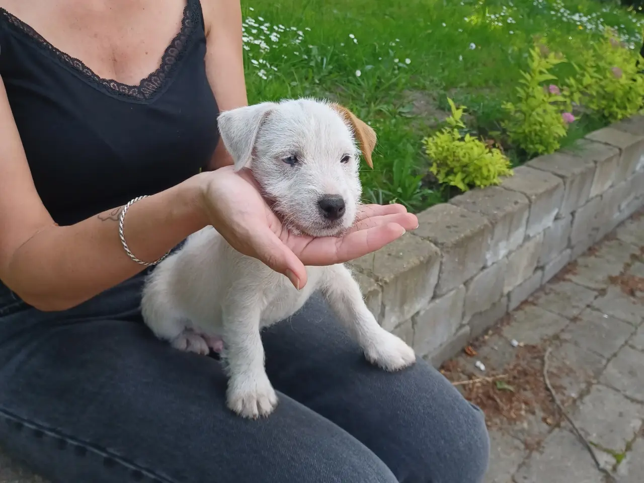 Billede 6 - Skønne Jack Russel hvalpe