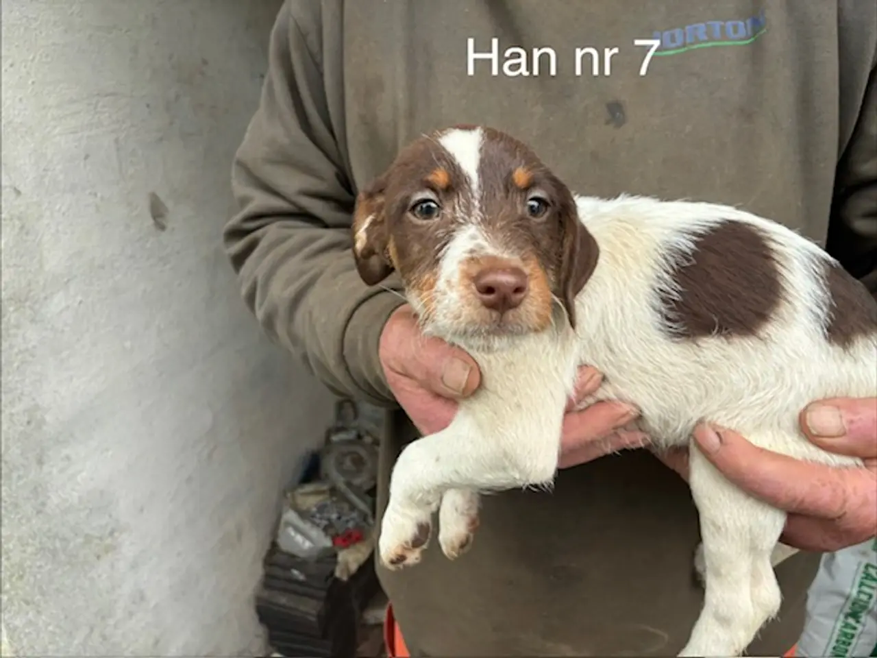 Billede 4 - Hundehvalpe Dansksvensk gårdhund