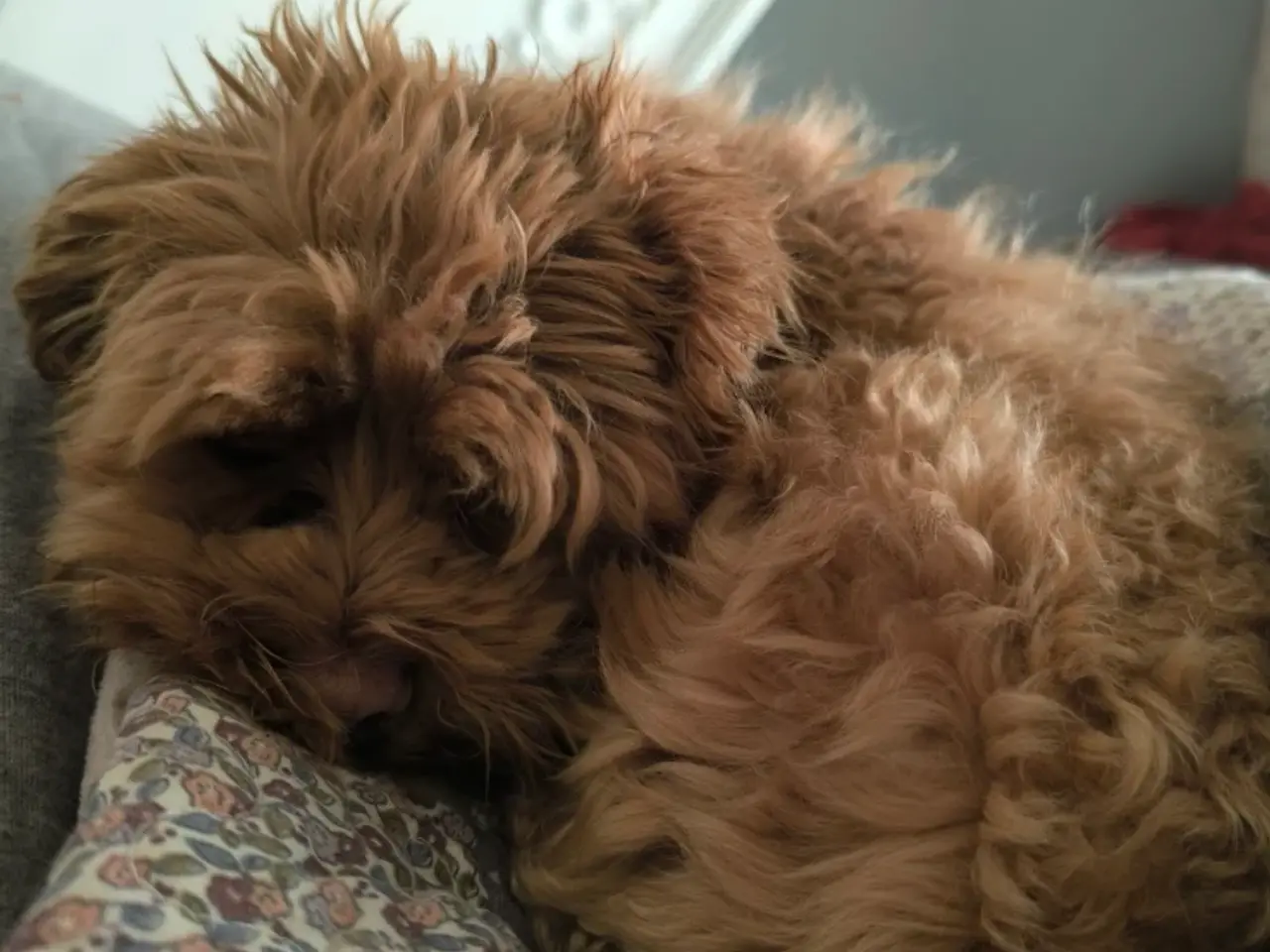 Billede 1 - 4 årig Maltipoo søger nyt hjem
