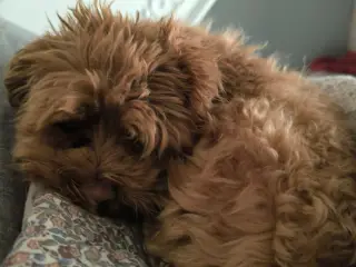 4 årig Maltipoo søger nyt hjem