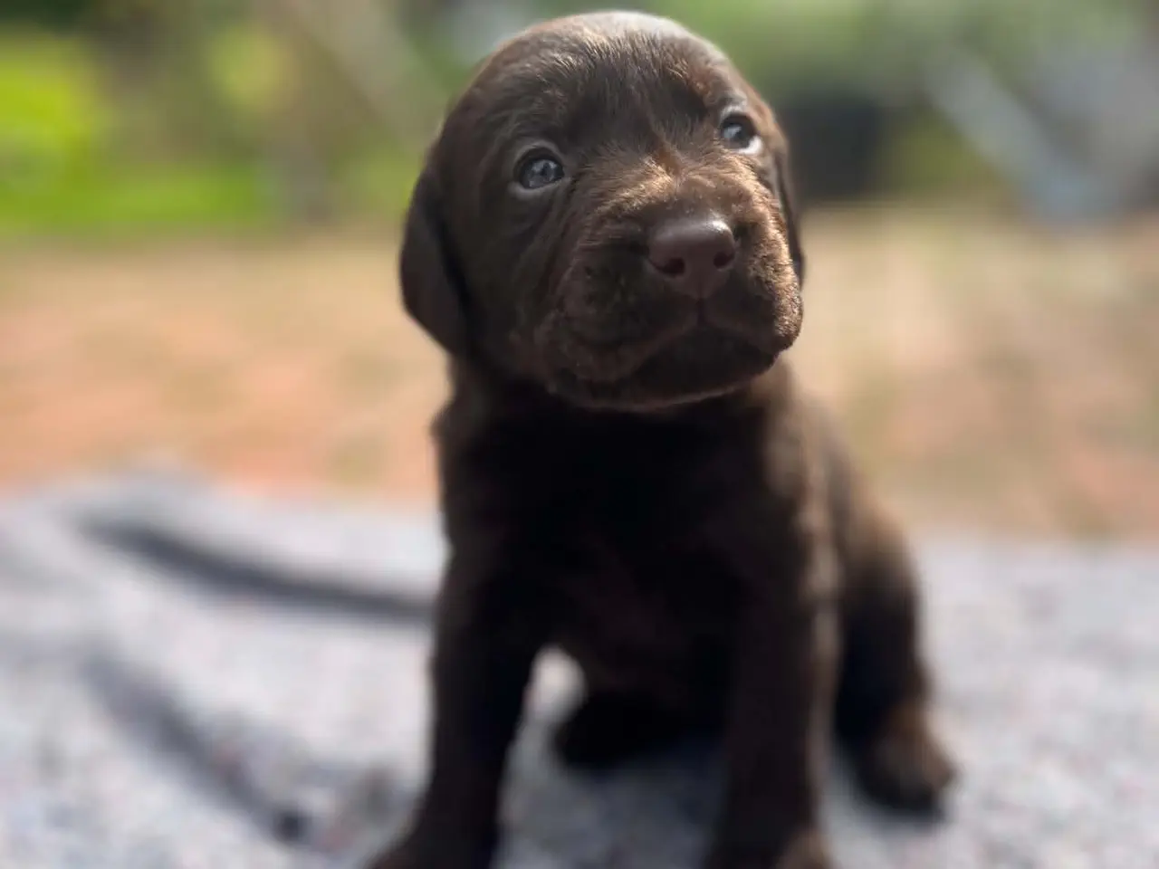 Billede 2 - LABRADOR HVALPE SØGER GODE HJEM