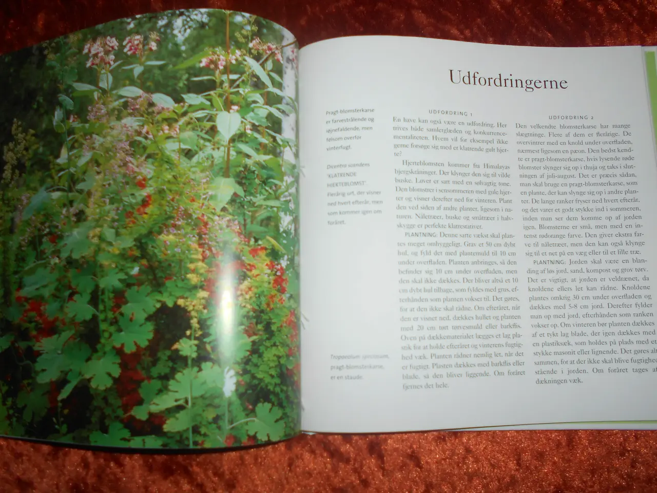 Billede 2 - Klatreplanter,  Inger Palmstierna, 