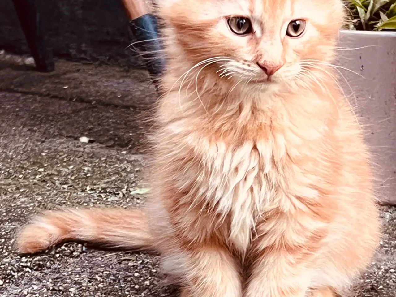 Billede 2 - Mainecoon killinger Maine coon 