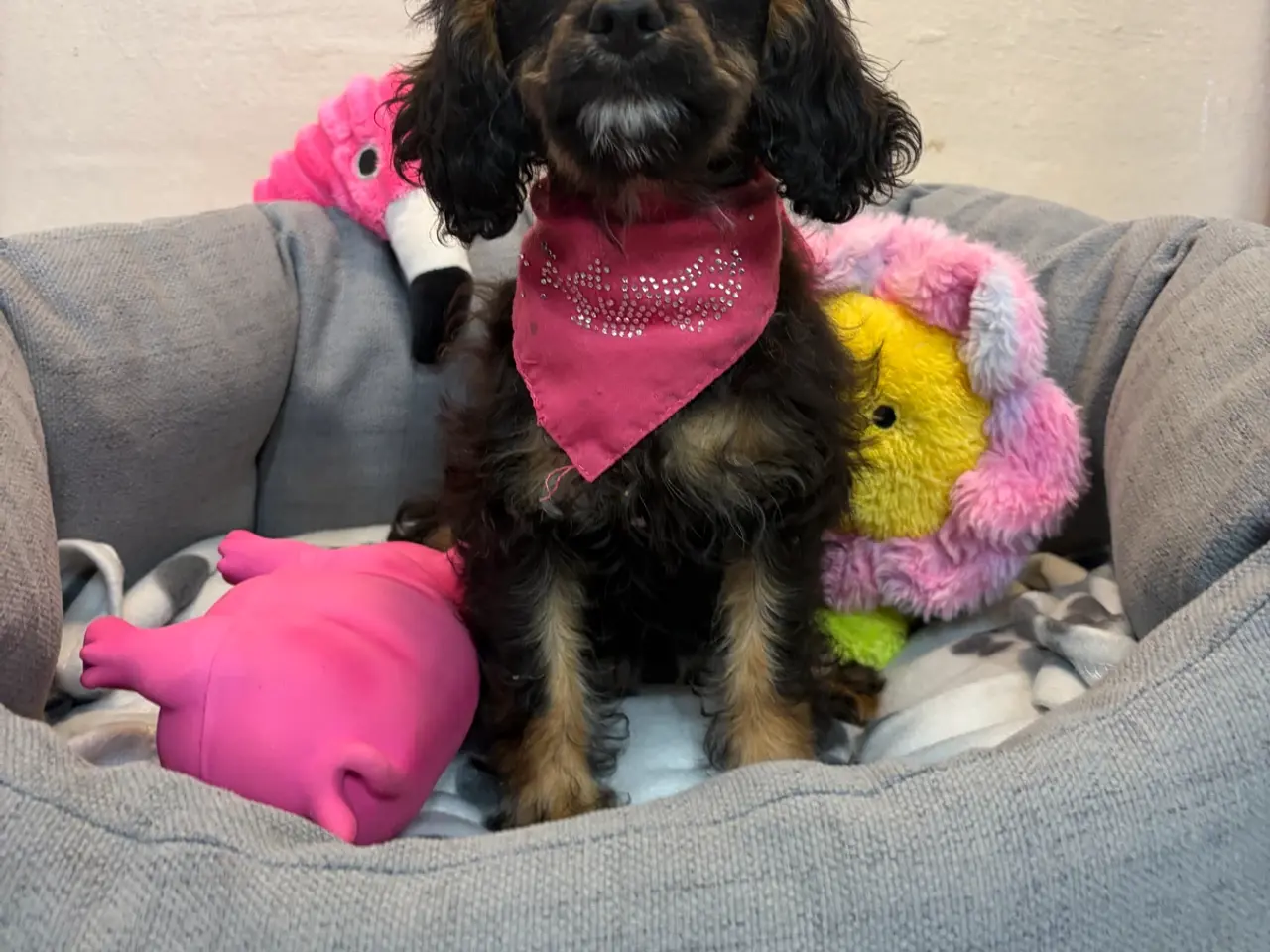 Billede 4 - Små virkelig fine mini Cavapoo babyer