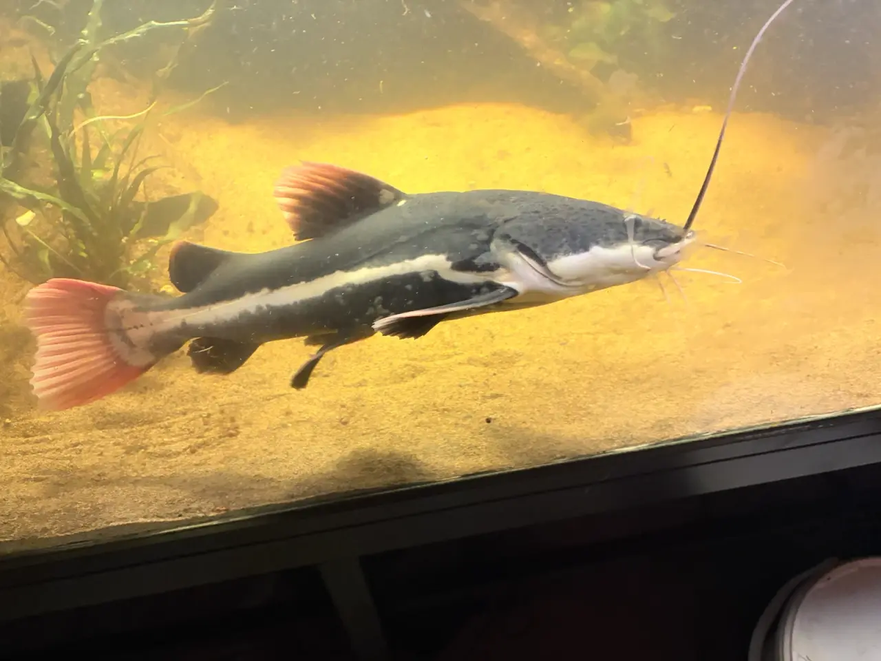 Billede 1 - Redtail catfish
