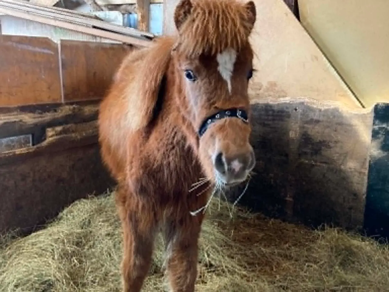 Billede 10 - Max - Hingst