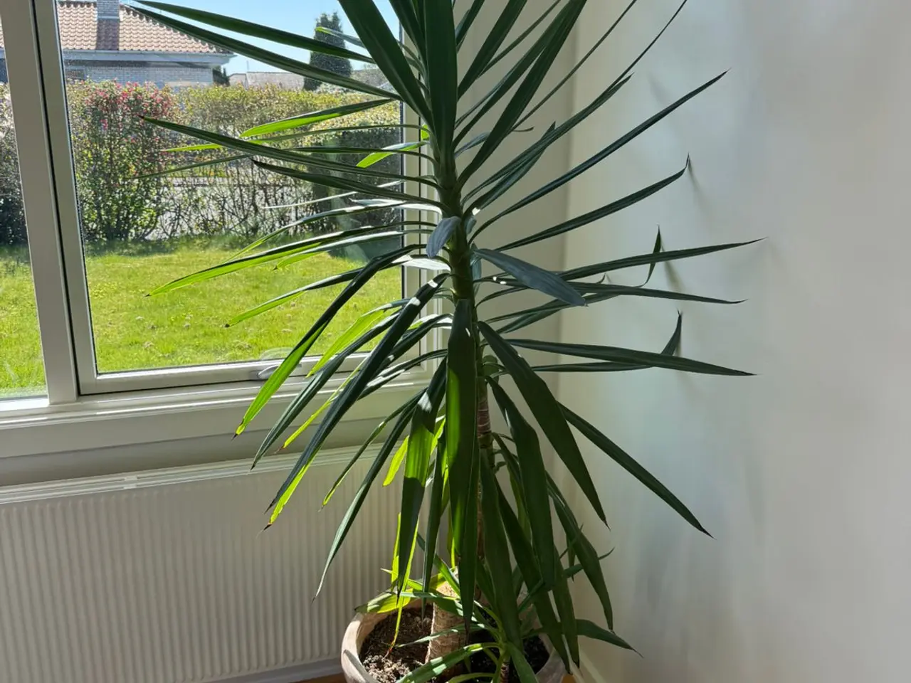 Billede 1 - Yucca Palme 200 cm 