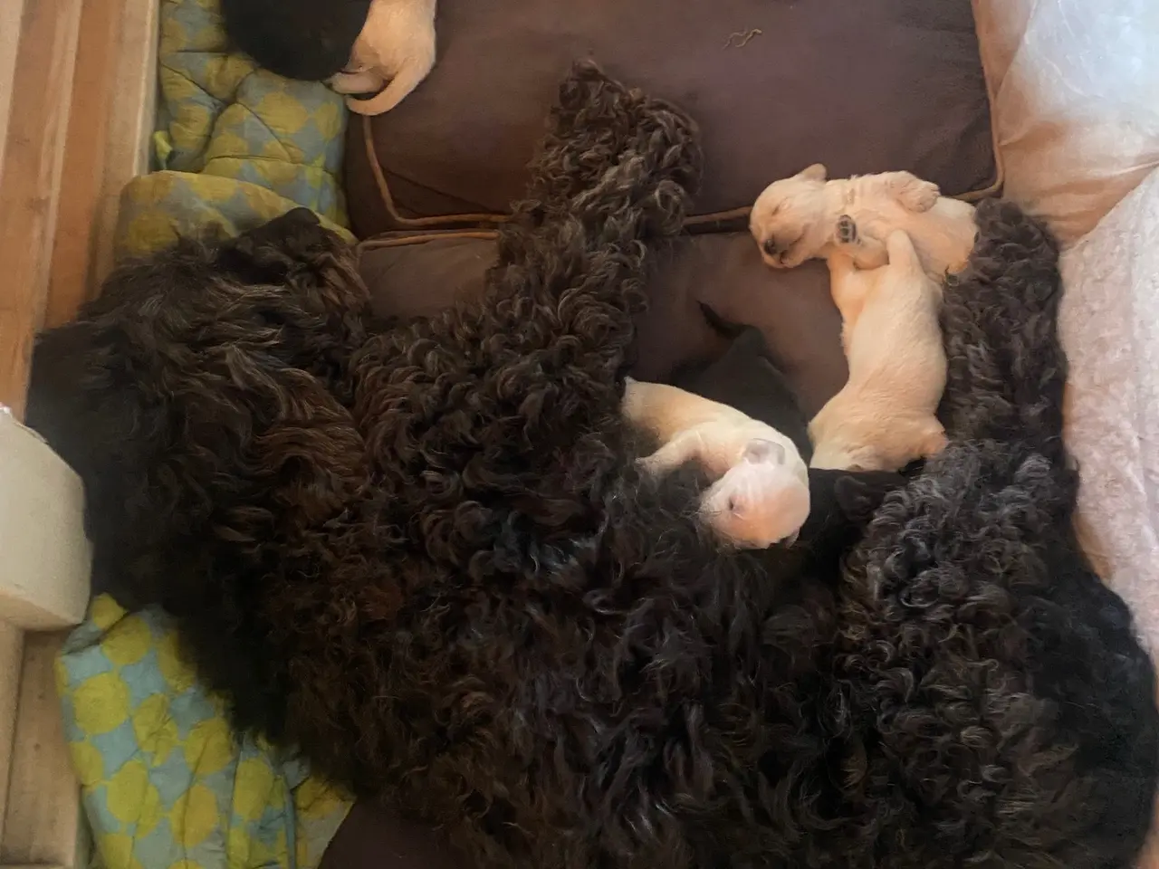 Billede 2 - Doodle retriever hvalpe