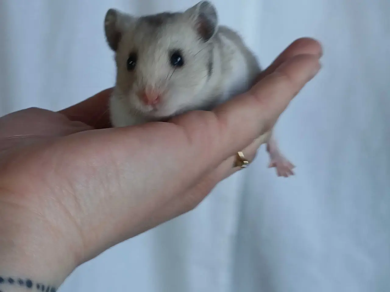 Billede 1 - Guldhamster unger