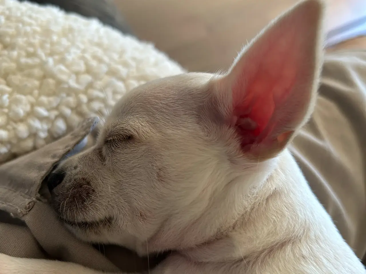 Billede 4 - Chihuahua blanding 