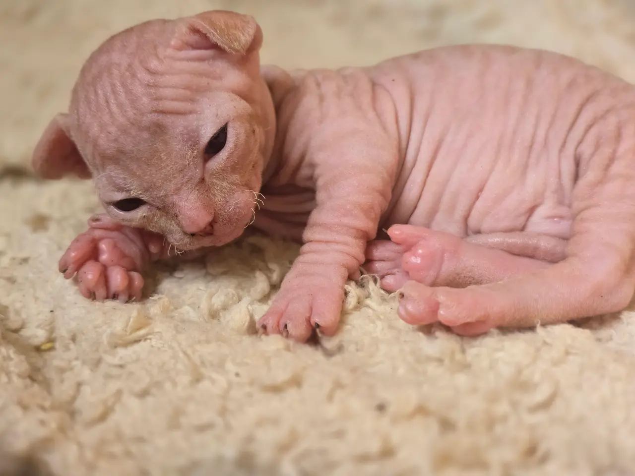 Billede 4 - Sphynx Mikkel fartstribe 