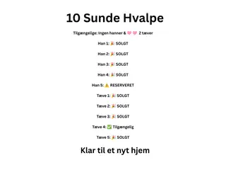 🩵🩷 🐶 Smukke Schæfer Blandingshvalpe - 2