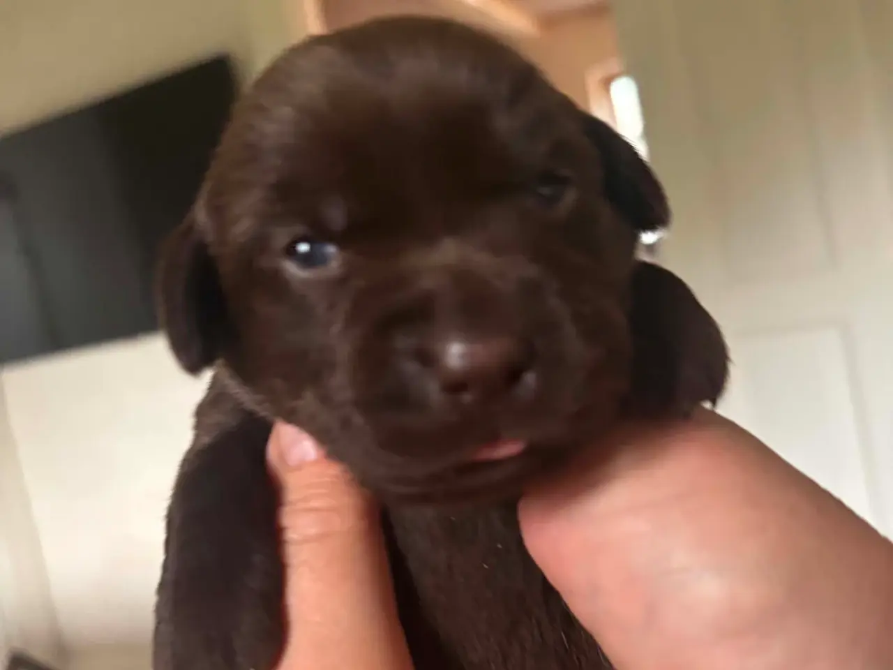 Billede 12 - Brune han labrador hvalpe