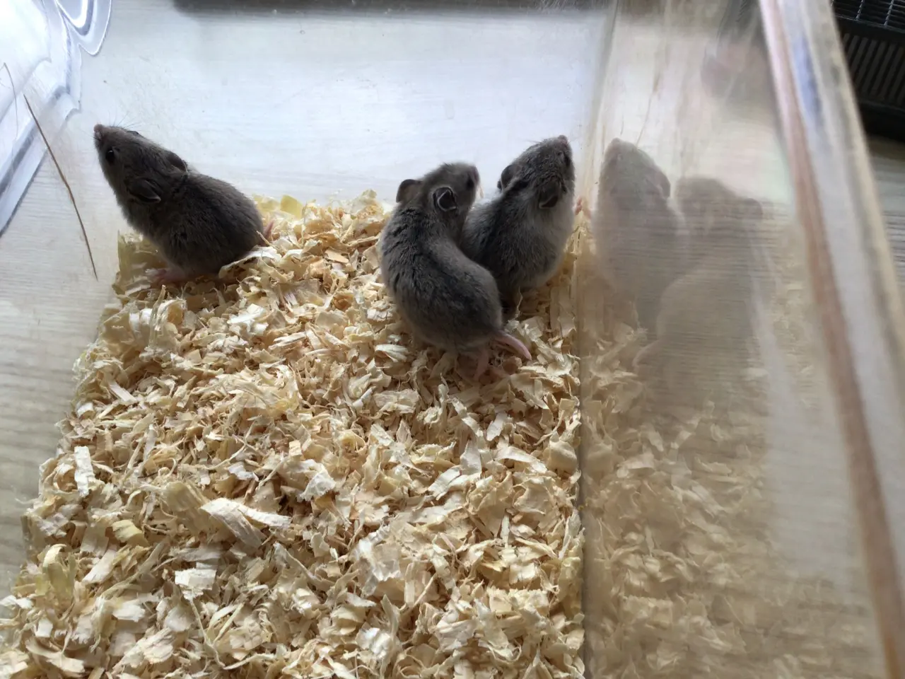 Billede 1 - Kinesiske hamster