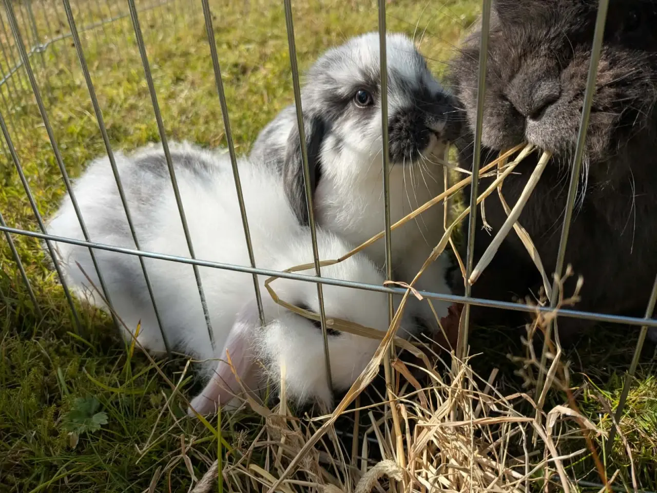 Billede 7 - Mini-lop kaninunger