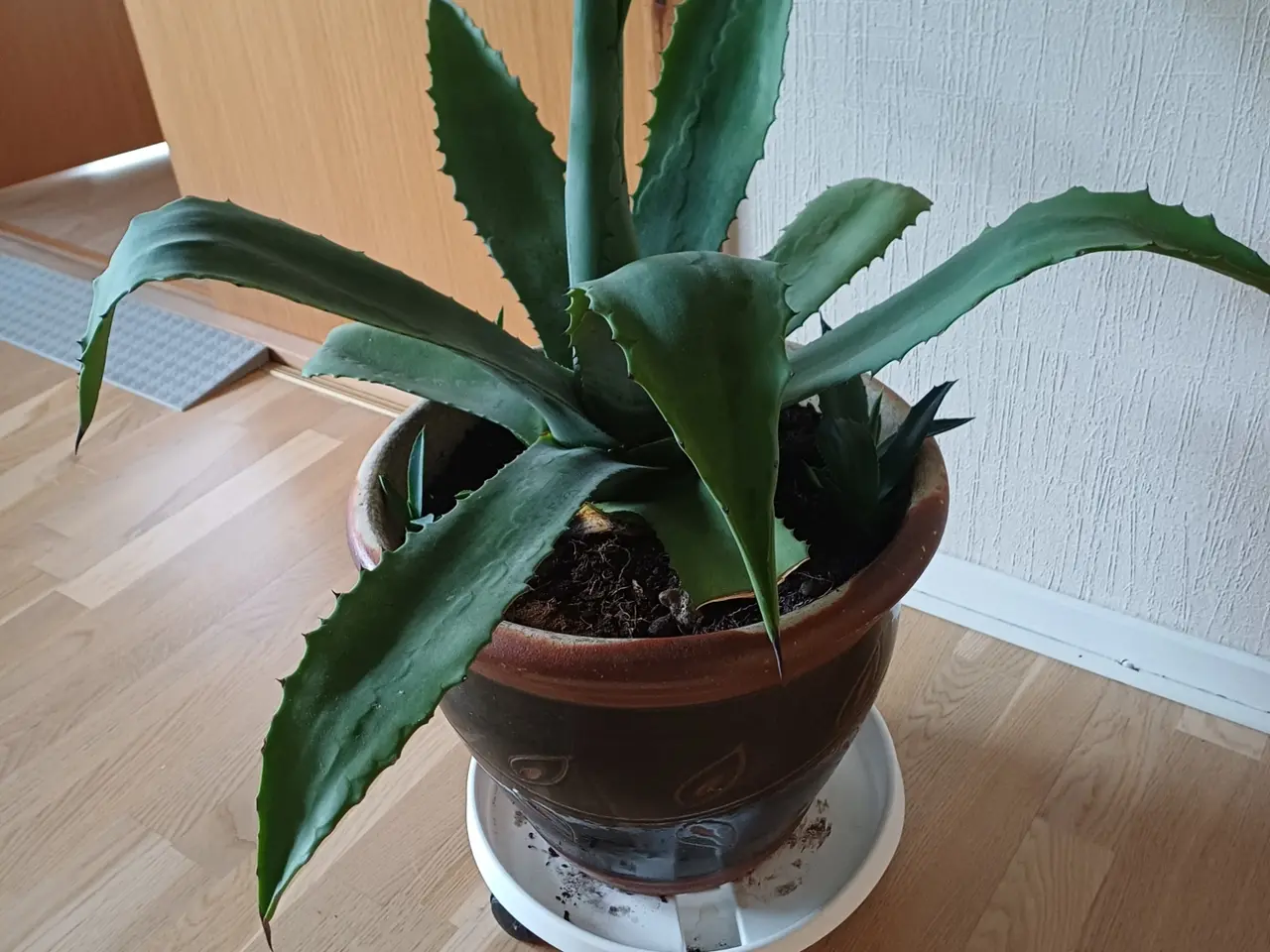 Billede 1 - Agave stor med mange nye skud