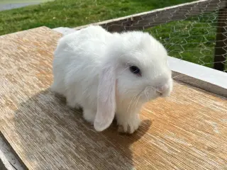 Minilop kaninunger