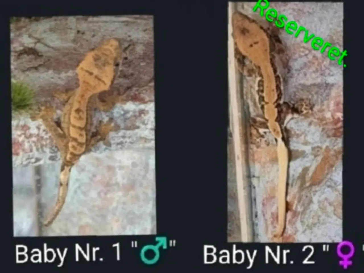 Billede 17 - Kronegekko babyer sælges 