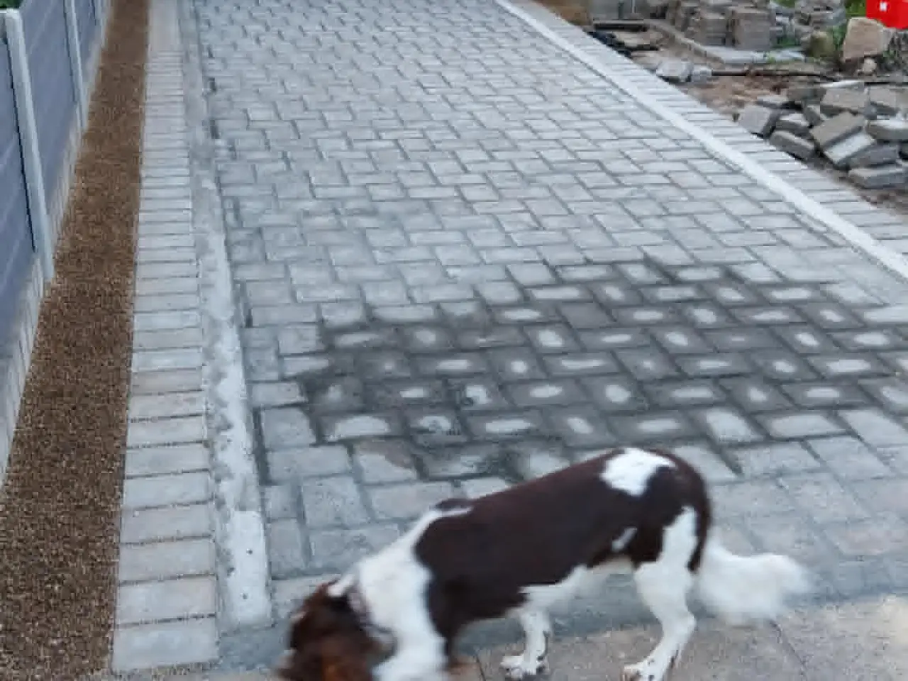 Billede 3 - Ft springer spaniel