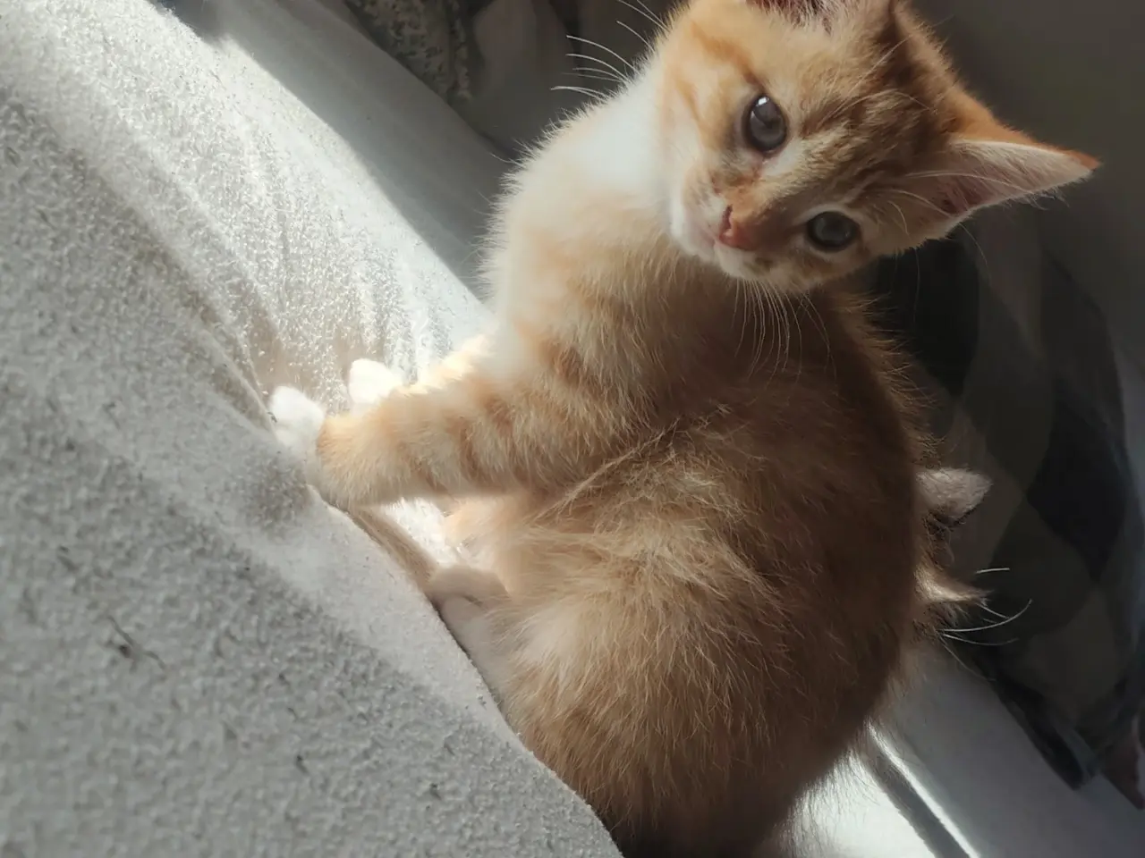 Billede 3 - 🌸 Maine Coon Blandings Hun Killing 🌸