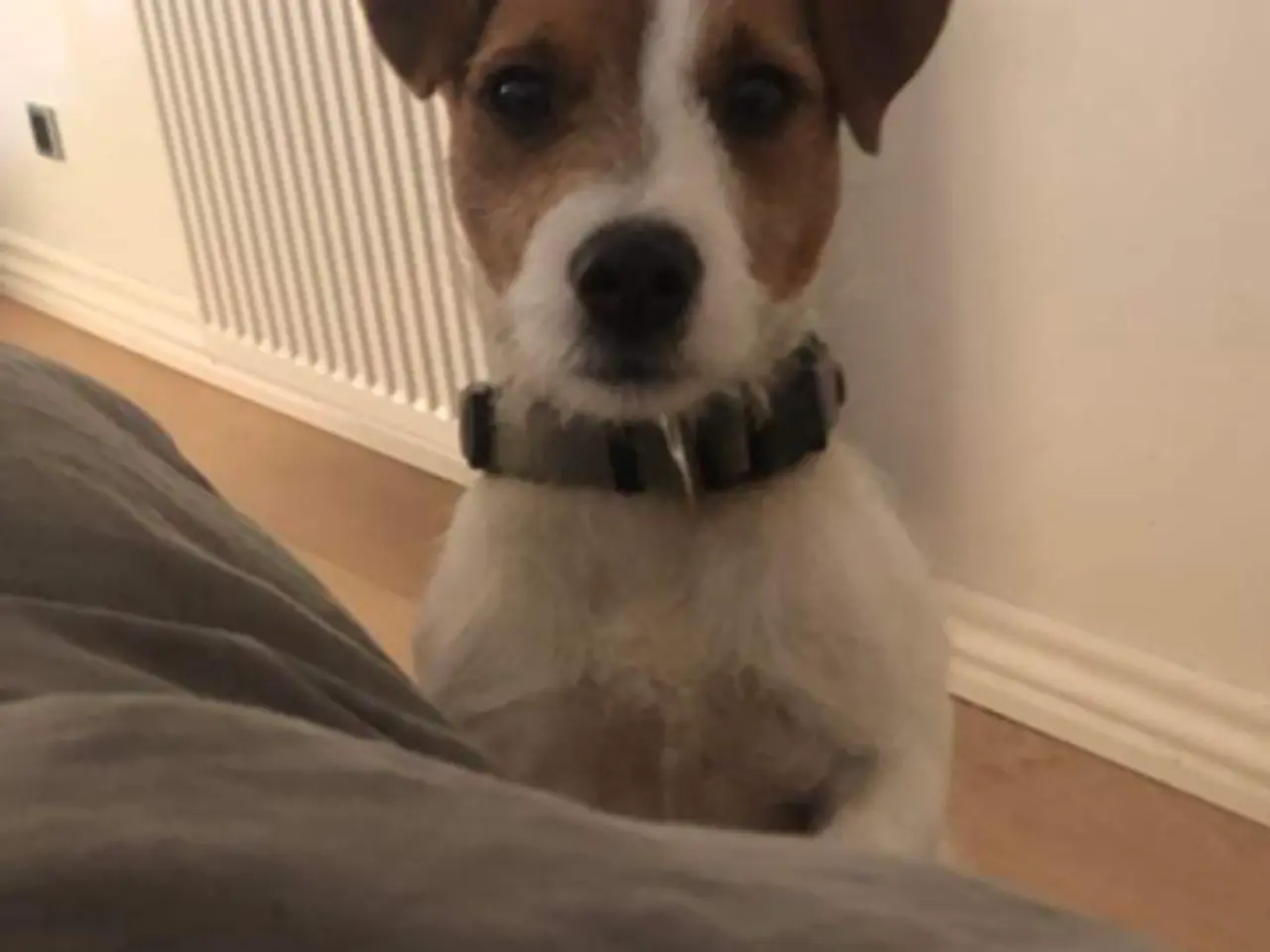 Billede 7 - Parson Russel terrier hvalpe (Jack Russel)