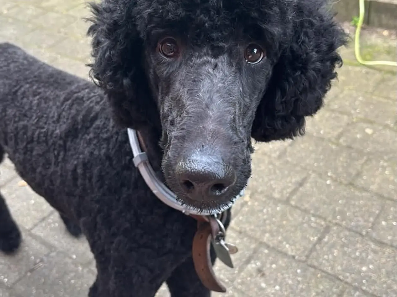 Billede 9 - Doodle Hvalpe stueopdræt - labrador og kongepuddel