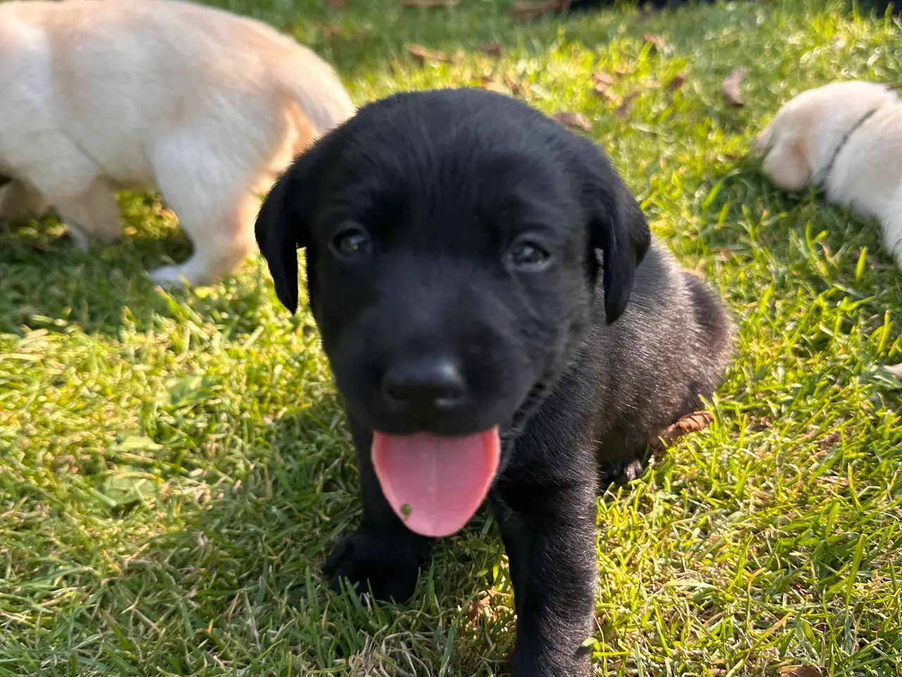 Billede 7 - 🐶 Labradorhvalp F1 søger kærligt hjem 