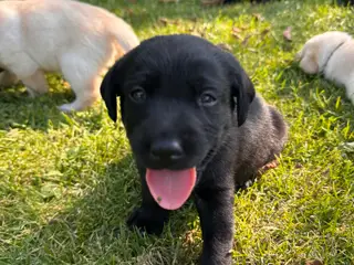 🐶 Labradorhvalpe F1 søger kærlige hjem - 4