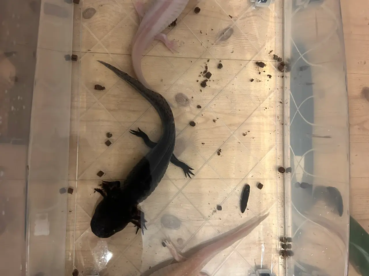 Billede 2 - 3 Axolotler sælges med akvarium og tilbehør.
