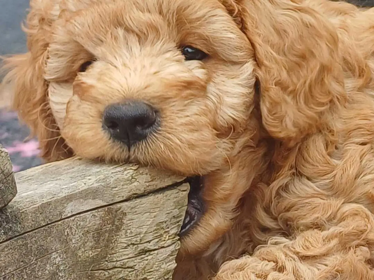 Billede 13 - Doodle / cockapoo hvalpe