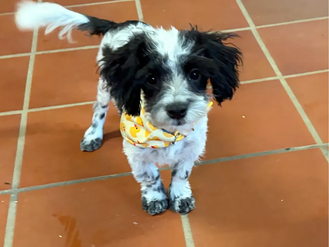 Billede 9 - Den sødeste og frækkeste lille Maltipoo dreng
