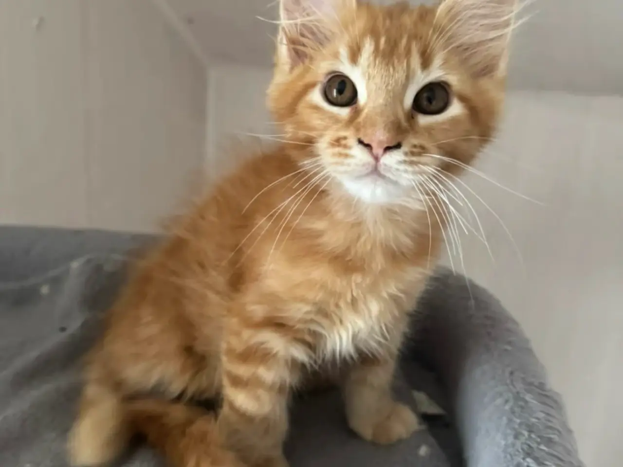 Billede 14 - Maine Coon hankilling