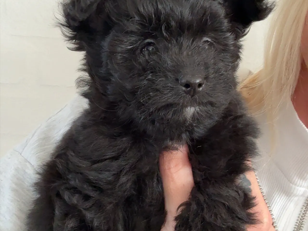 Billede 8 - Pomapoo pige 