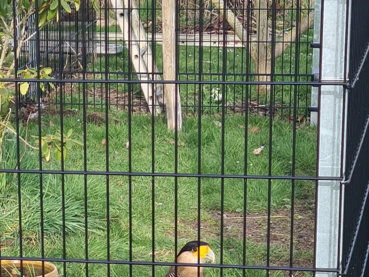 Billede 2 - Caracara