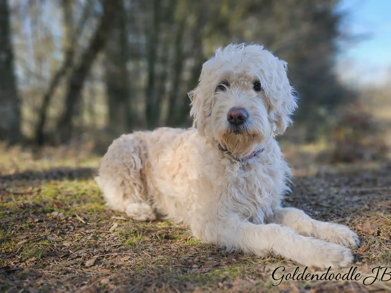 Billede 12 - Goldendoodle hvalpe