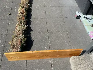 Æresport kobberbryllup
