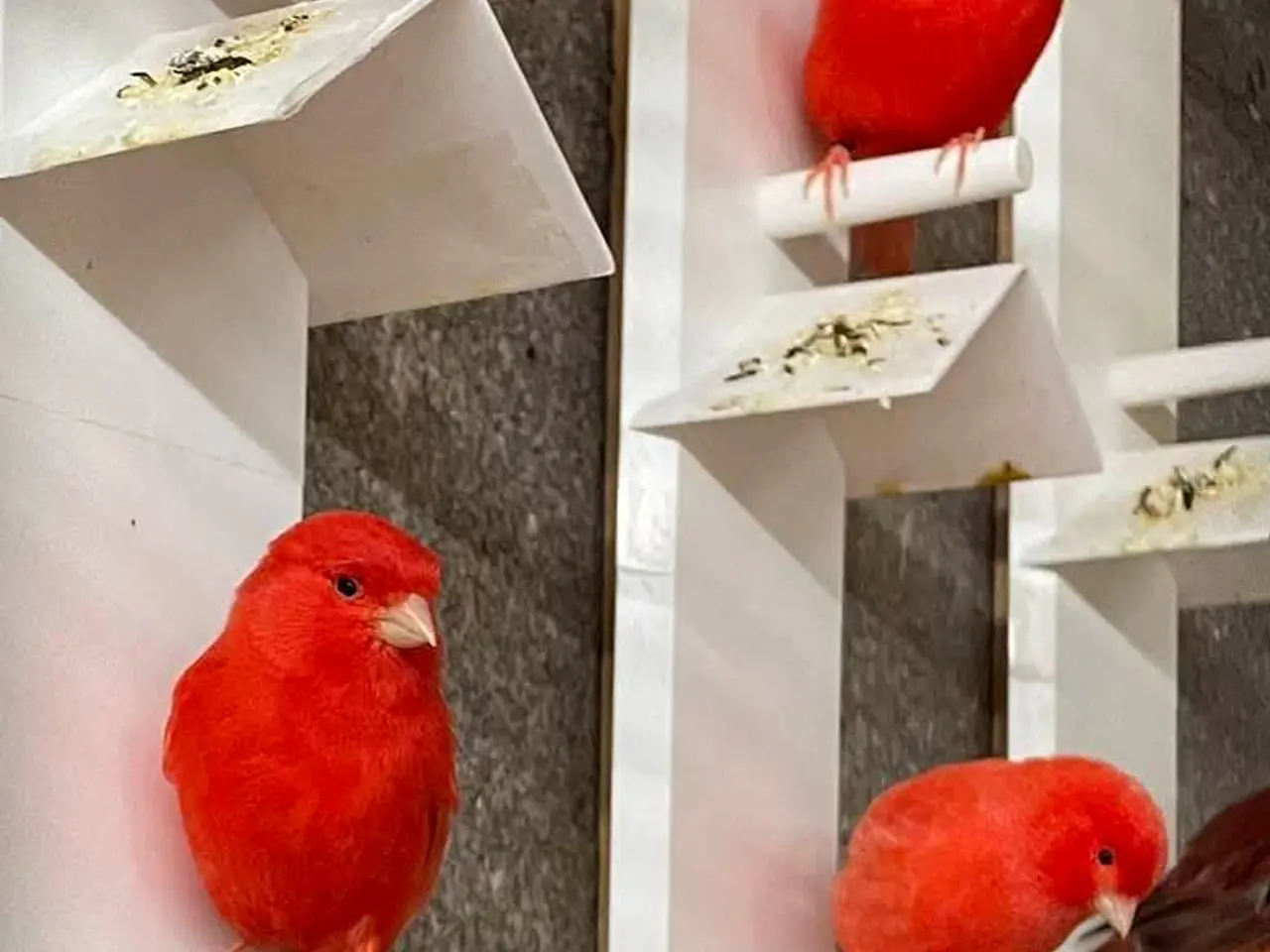 Billede 4 - Røde og Rød Mosaik kanarier.