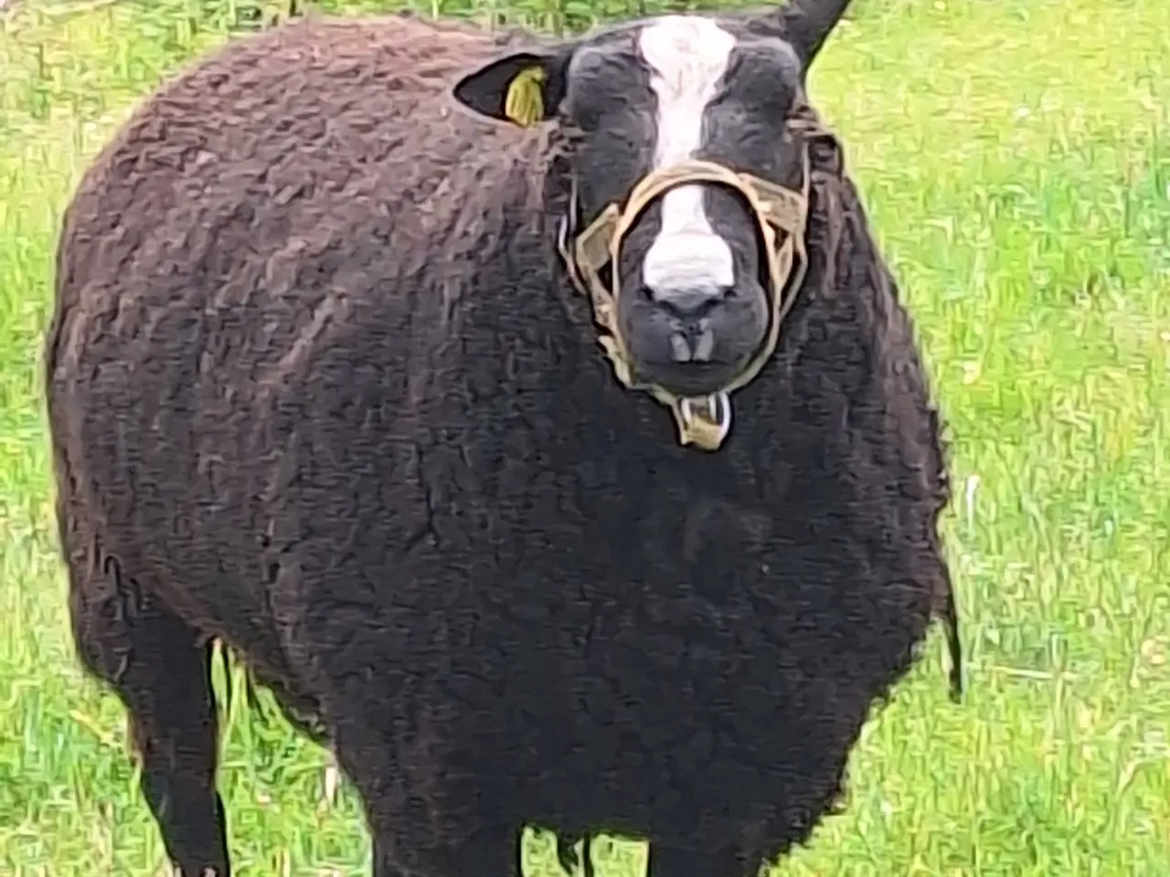 Billede 2 - VÆDDER , zwartbles