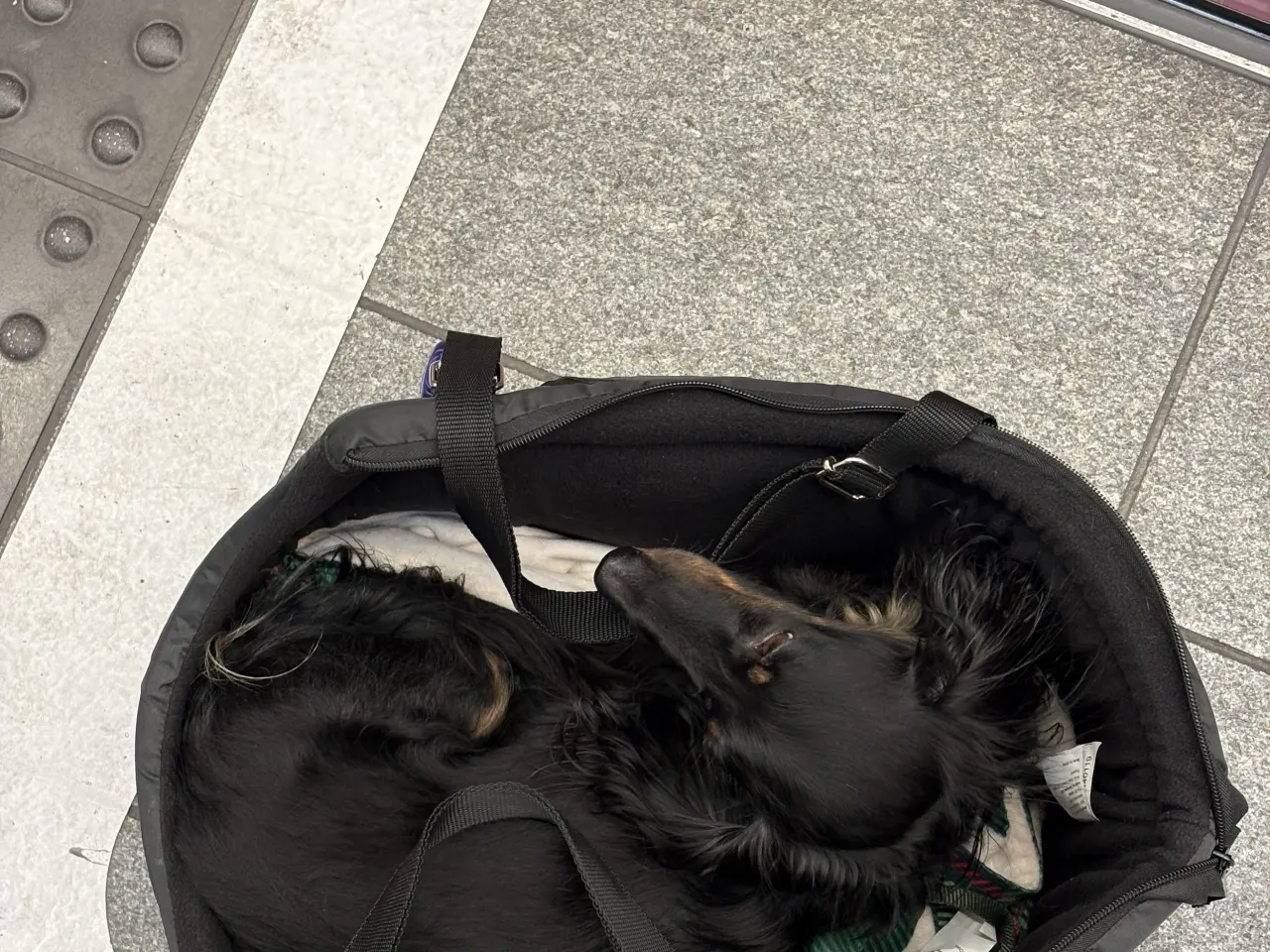 Billede 3 - Gravhund tilbydes til parring