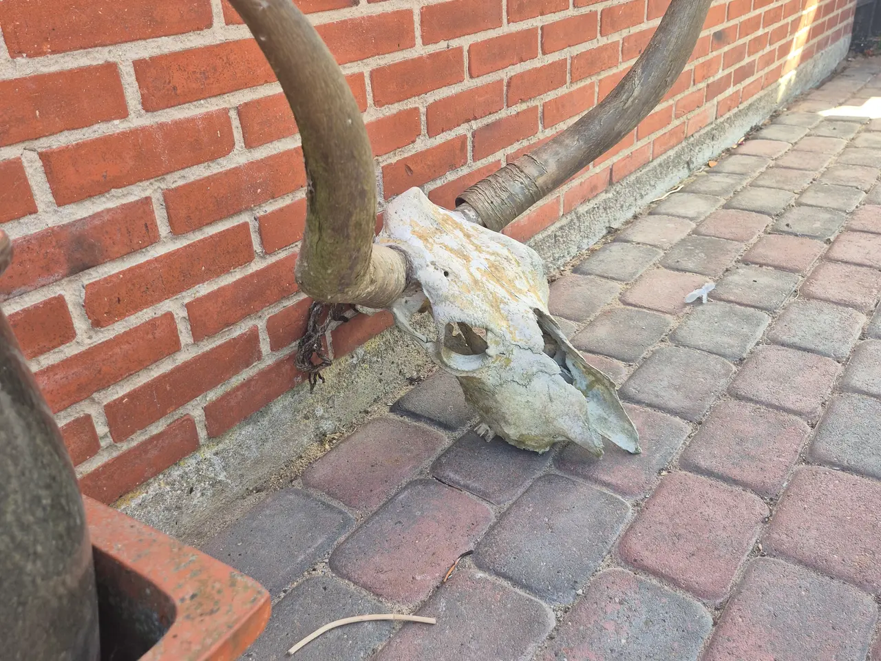 Billede 2 - Long horn væg dekoration 