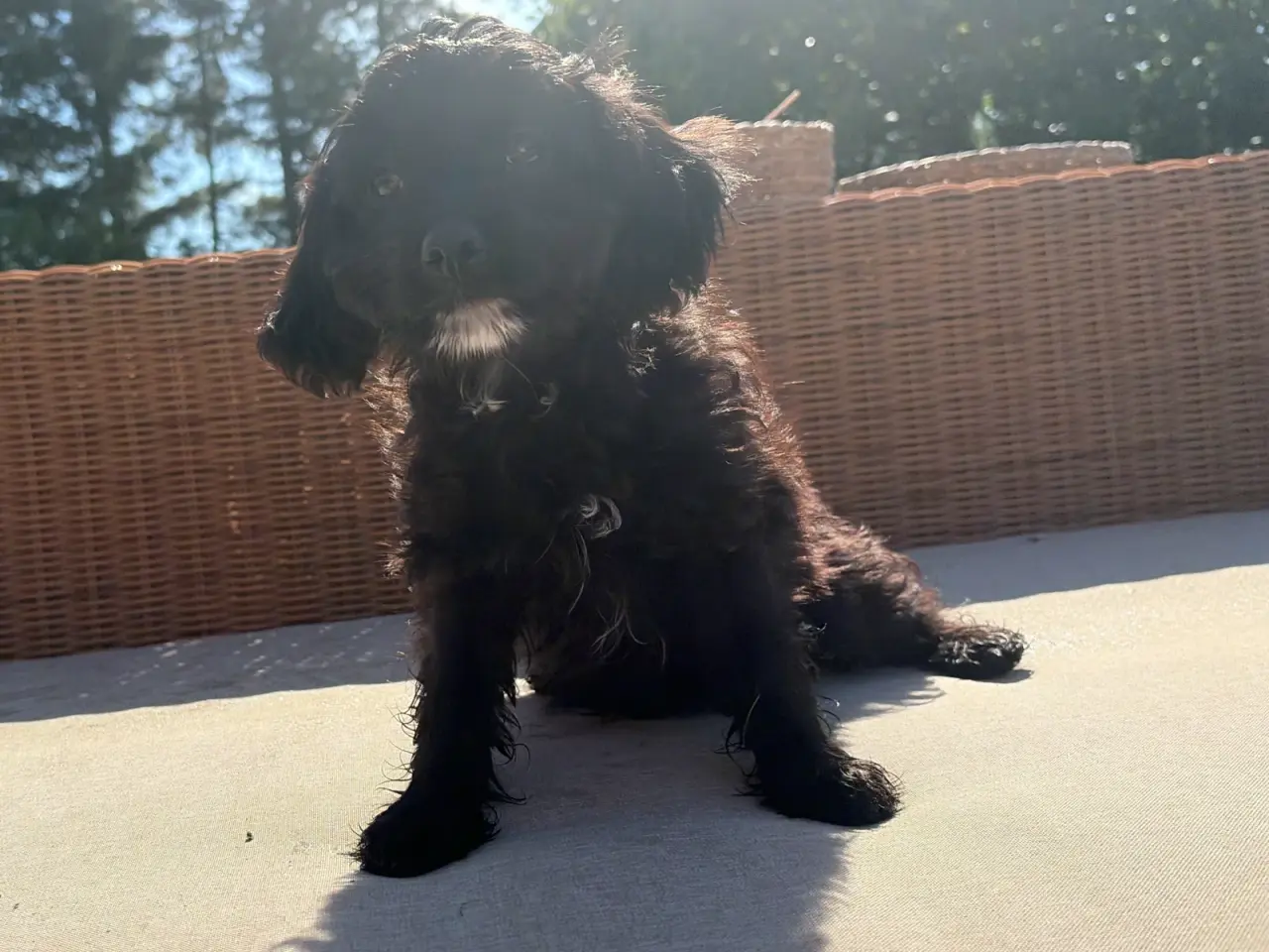 Billede 1 - Små virkelig fine mini Cavapoo babyer