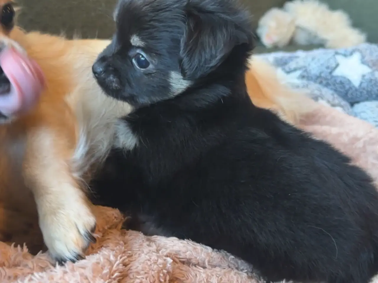 Billede 2 - Chihuahua/pomeranian han hvalp
